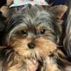 Yorkshire Terrier  Beautiful Female puppy