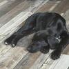 Lab Puppy