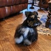 AKC Mini Schnauzer males