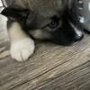 LC wolfdog puppies!! ($$/trades)