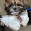 Shih tzu Puppies