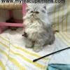 Persian Kitties available