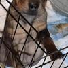 Rehoming two Sharpi puppies