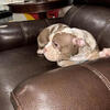 Micro Bullys 