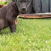 Great Dane puppy, male 
