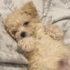 Meet Toby, The Maltipoo Puppy