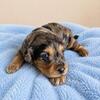 Lakeside Pets Cavapoos!!! Petite Minis!