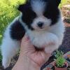 Pomeranian Boys Ckc