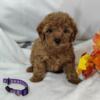 AKC toy/miniature red poodle puppies