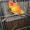 Three beautiful healthy, fully feathered Sun Conures 