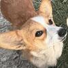 Female 2 year old beautiful corgi
