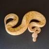 Baby Ball Python for sale