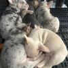 Frenchie pups
