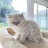 Persian Kittens
