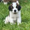 AKC Saint Bernard Puppies