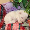 ACA Bichon female puppy, last one