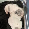 Puppies / french bulldog