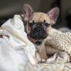 AKC French Bulldog Puppy For Sale