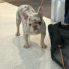 Adult female Merle French bulldog available.