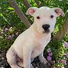 Pitbull Puppies!