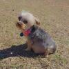 AKC registered Yorkie puppies 🐶