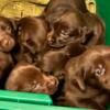 AKC chocolate lab puppies