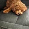 Toy Poodle Fur Babies