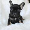 Male French bulldog rtg today