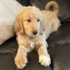 9wk Goldendoodle Puppies