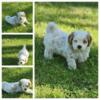 Shih Poo Puppies For Sale