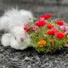 English Angora Rabbits with pedigrees