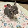 French Bulldog Puppies AKC DNA Clear Parents Champion Lines