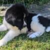 Newfoundland Puppies 14 weeks old