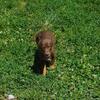 English Springer Spaniel German Shepherd (Spanierd)