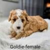 Mini mountain goldendoodle 