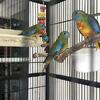 Seeking Scarlet Chested (Splendid) Parakeets