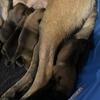 AKC Belgian Malinois