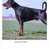 European Doberman litter expecting at end of October
