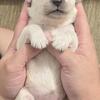 CKC Golden Retriever puppies Ocala FL