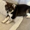 Shiba Inu Puppy (MARYLAND)