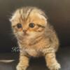 Scottish Fold Female for sale