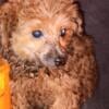 Chocolate Sable female toy poodle