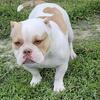 1Yr Old Female American Bully – Thick Build – Austin TX