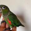 Black cap conure handfed babies