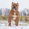 Tri carrier blue fawn Classic Bully for stud