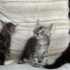 Maine Coon Female Kitten