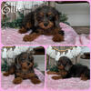 Cavapoo puppies