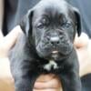 Import Bloodline Cane Corso Puppies LITTER B