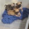 Male only pug puppies available in millwaukee wi, 750 Call or text 414 750 0288