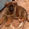 German shepherd puppies working line, excellent pedigree.